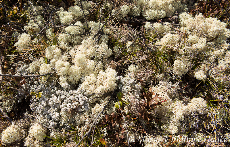 Stadalsvegen 2048.jpg - Lichens dans le cratère météoritique de Gardnos (Norvège, juin 2012)